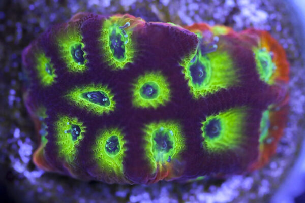 import placeholder for 3063637