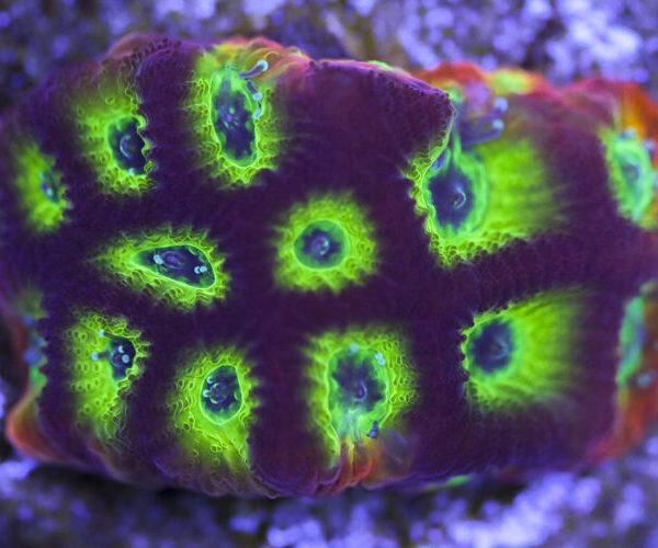 import placeholder for 3063637