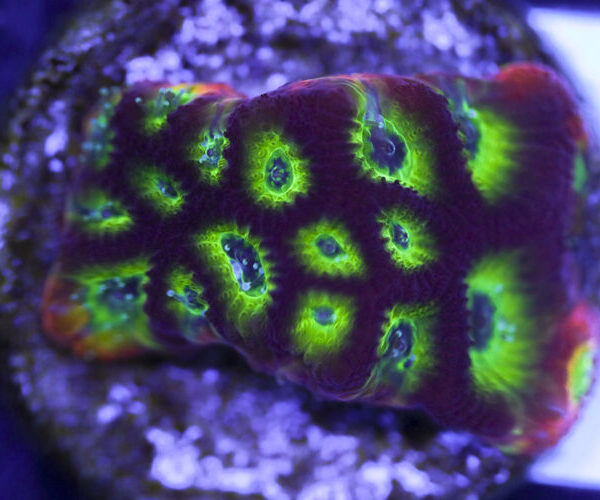 import placeholder for 3063636