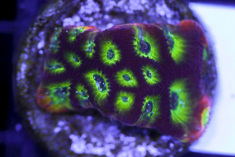 import placeholder for 3063636