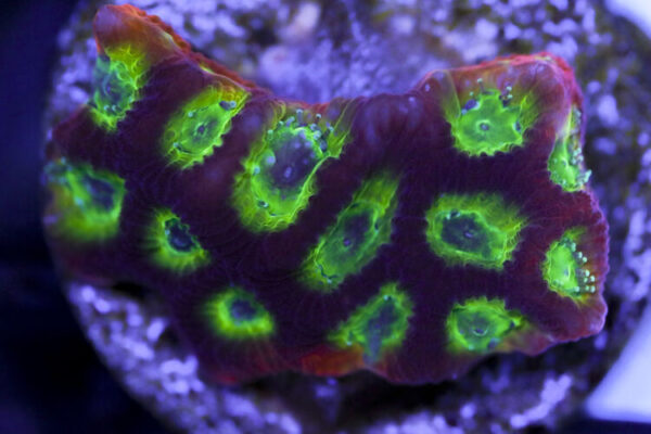 import placeholder for 3063635