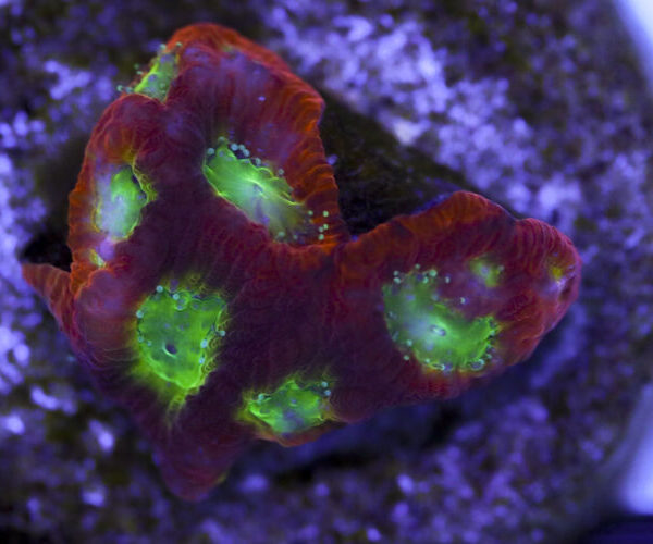 import placeholder for 3063634