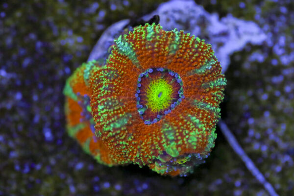 import placeholder for 3063633