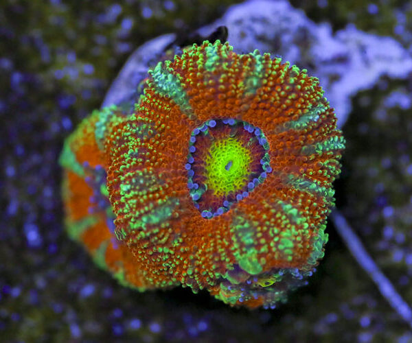 import placeholder for 3063633