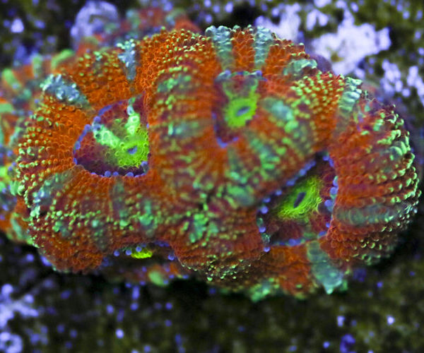 import placeholder for 3063632