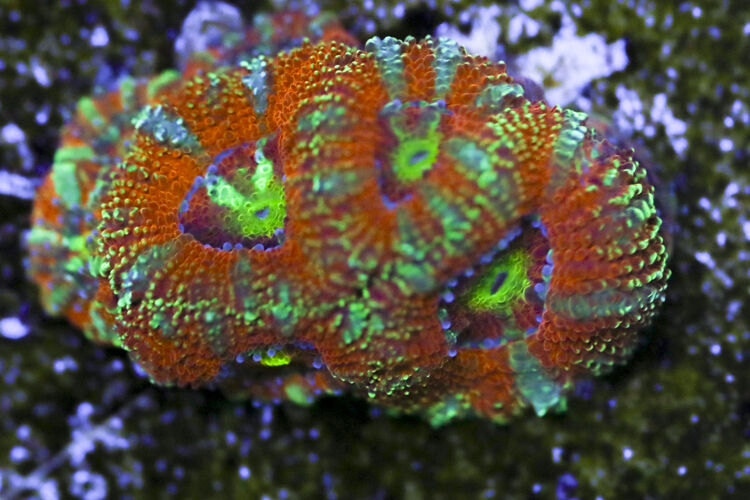 import placeholder for 3063632