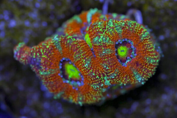 import placeholder for 3063631