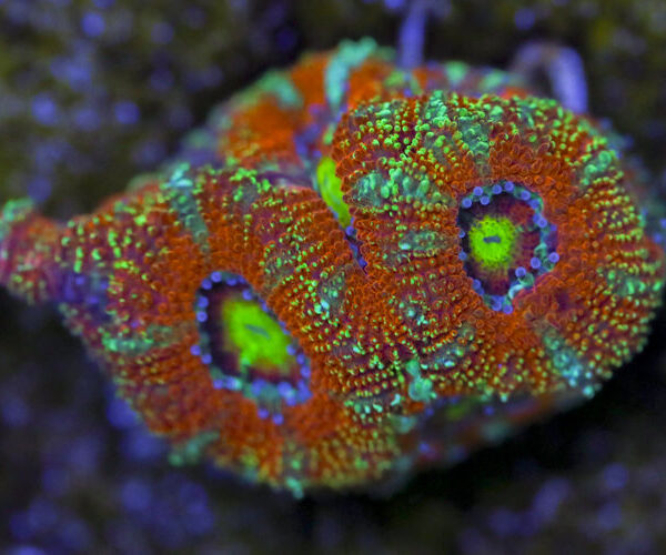 import placeholder for 3063631