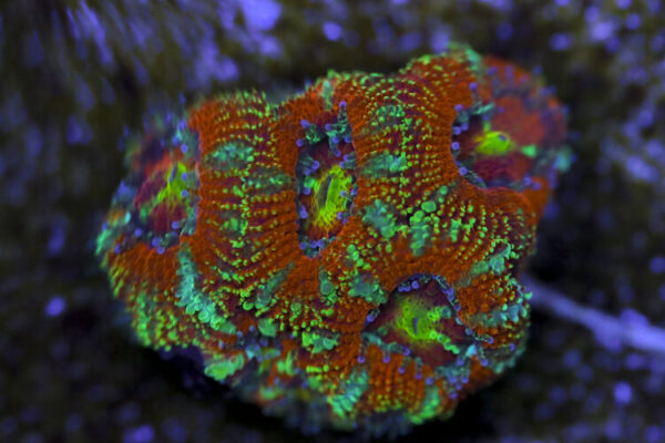 import placeholder for 3063630