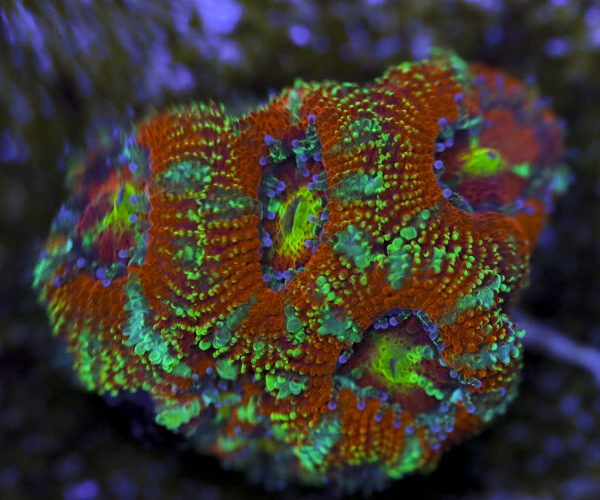 import placeholder for 3063630