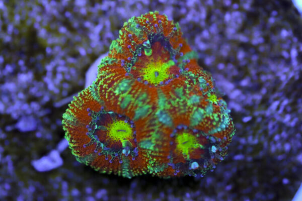 import placeholder for 3063629