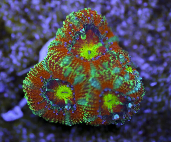 import placeholder for 3063629