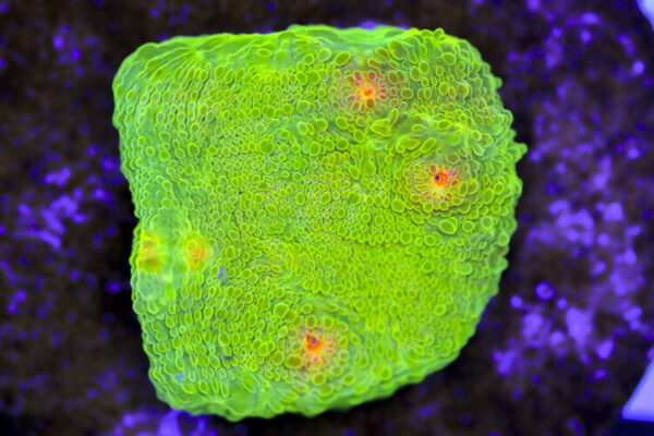 import placeholder for 3063627