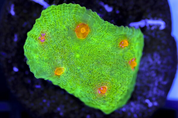 import placeholder for 3063626