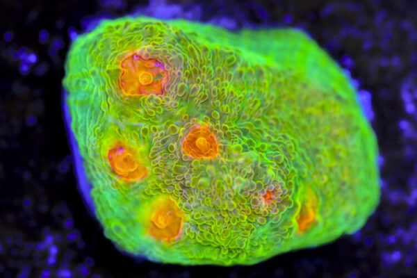 import placeholder for 3063625