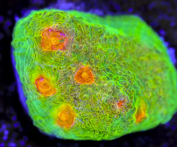 import placeholder for 3063625