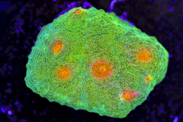 import placeholder for 3063623