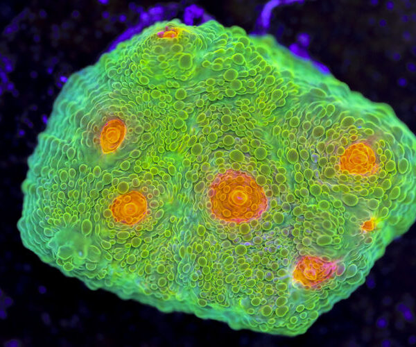 import placeholder for 3063623