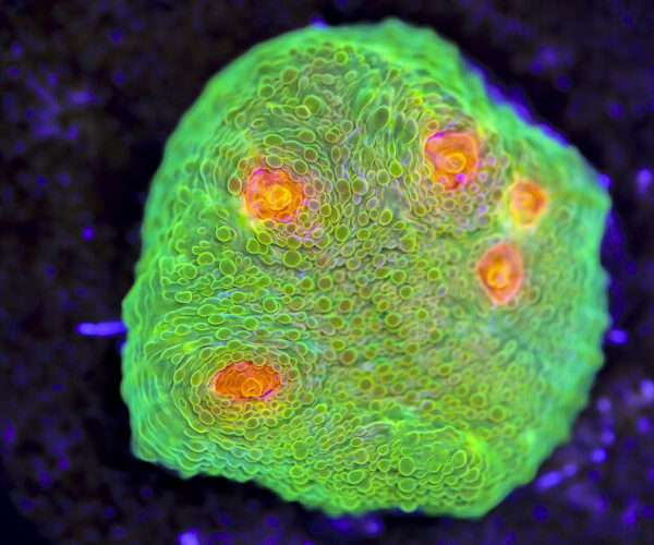 import placeholder for 3063622