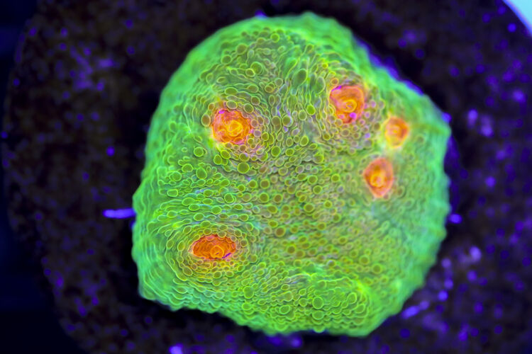 import placeholder for 3063622