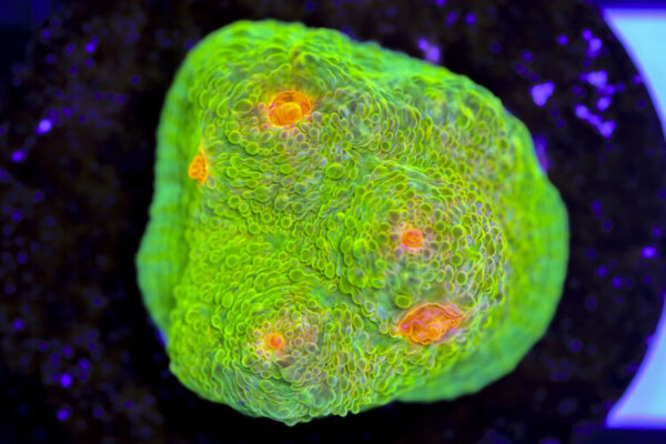 import placeholder for 3063621