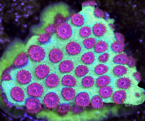 import placeholder for 3063620