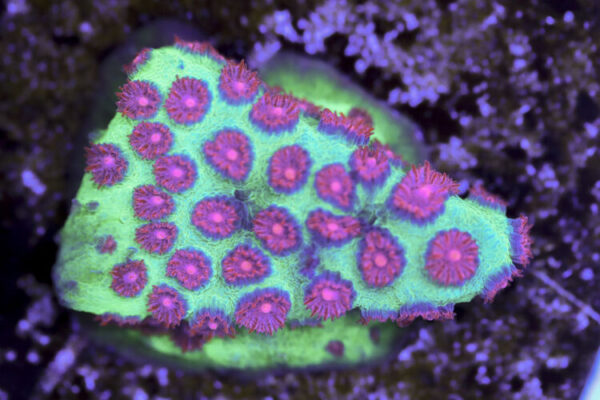 import placeholder for 3063618