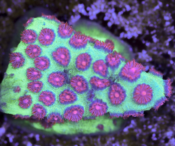 import placeholder for 3063618