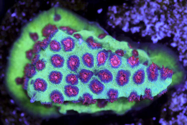 import placeholder for 3063616