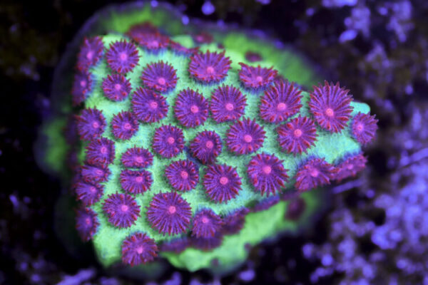 import placeholder for 3063615