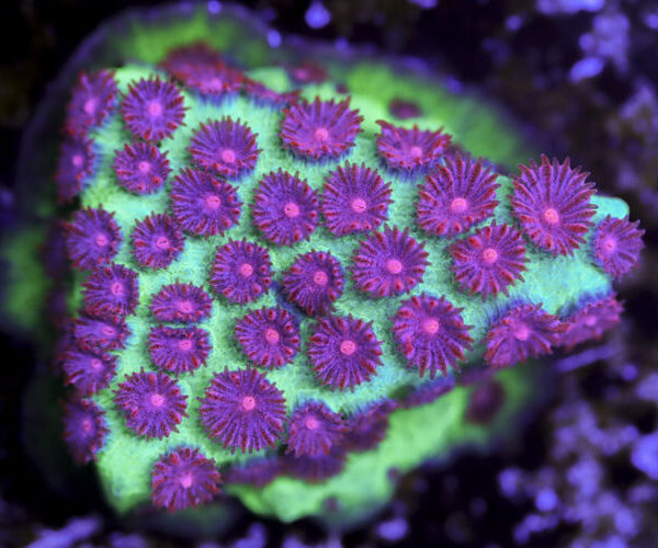 import placeholder for 3063615