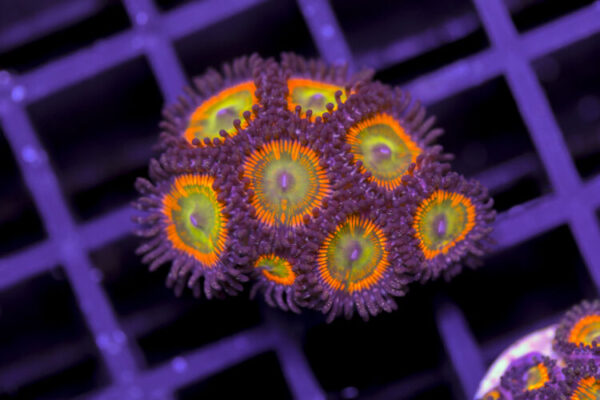 import placeholder for 3062411