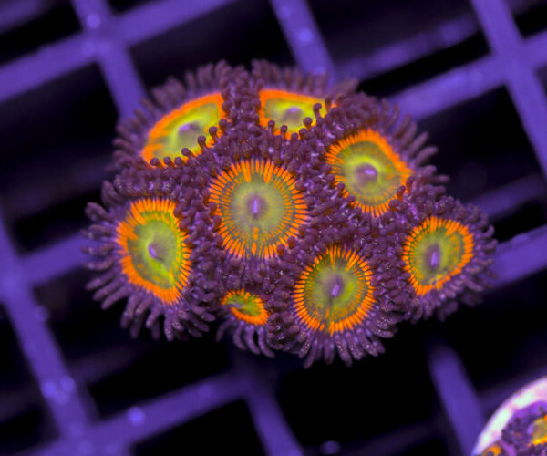 import placeholder for 3062411