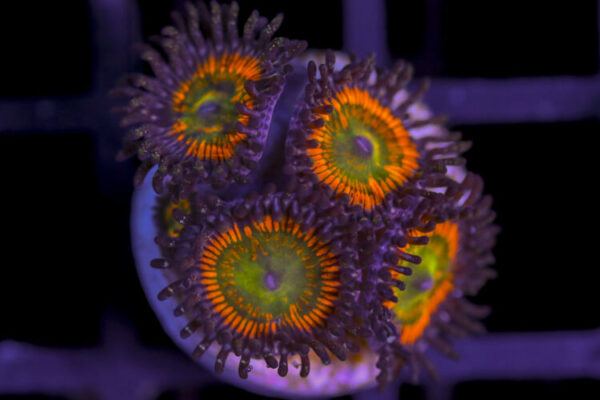 import placeholder for 3062409