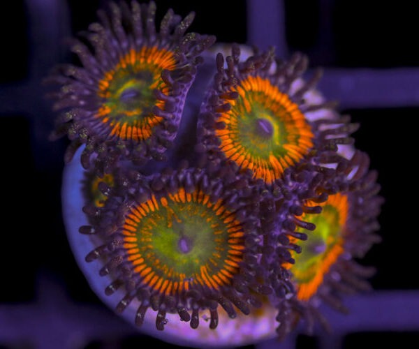 import placeholder for 3062409