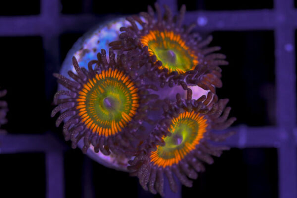 import placeholder for 3062408