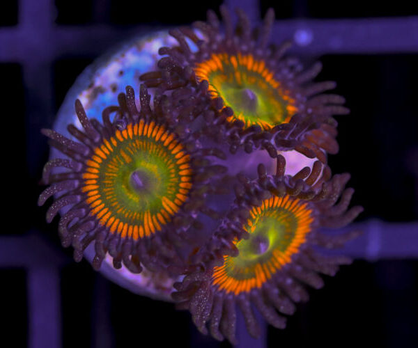 import placeholder for 3062408