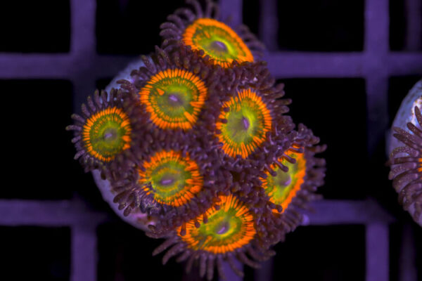 import placeholder for 3062406