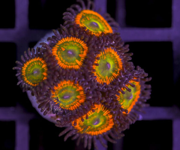 import placeholder for 3062406