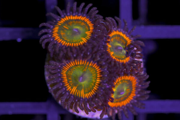 import placeholder for 3062405