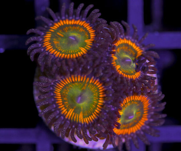 import placeholder for 3062405