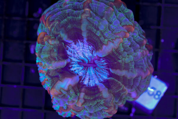 import placeholder for 3062401