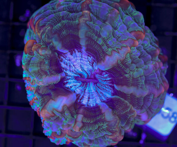 import placeholder for 3062401