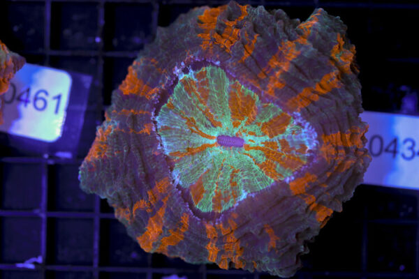 import placeholder for 3062398