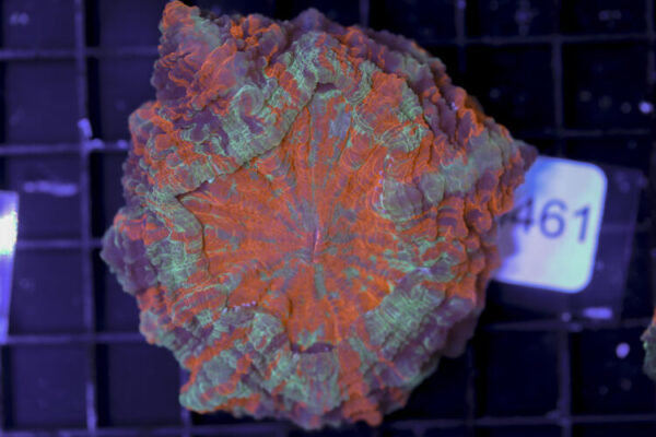 import placeholder for 3062397