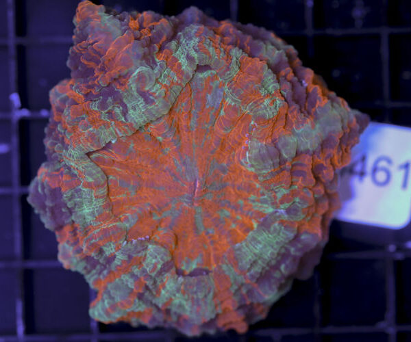 import placeholder for 3062397