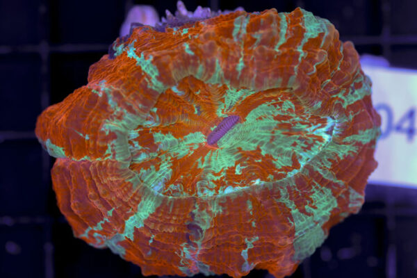 import placeholder for 3062396