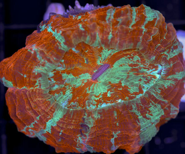 import placeholder for 3062396