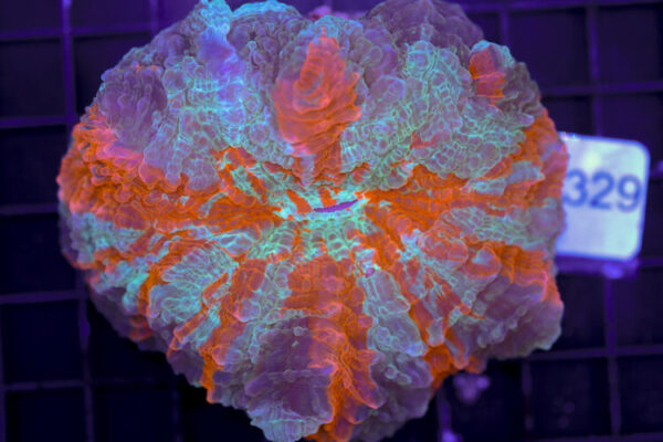 import placeholder for 3062395