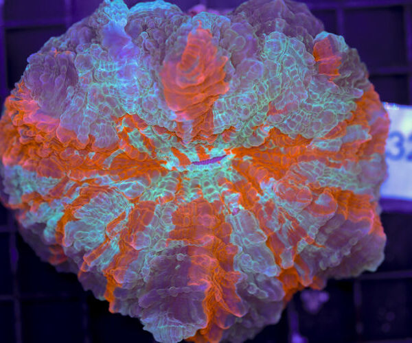 import placeholder for 3062395